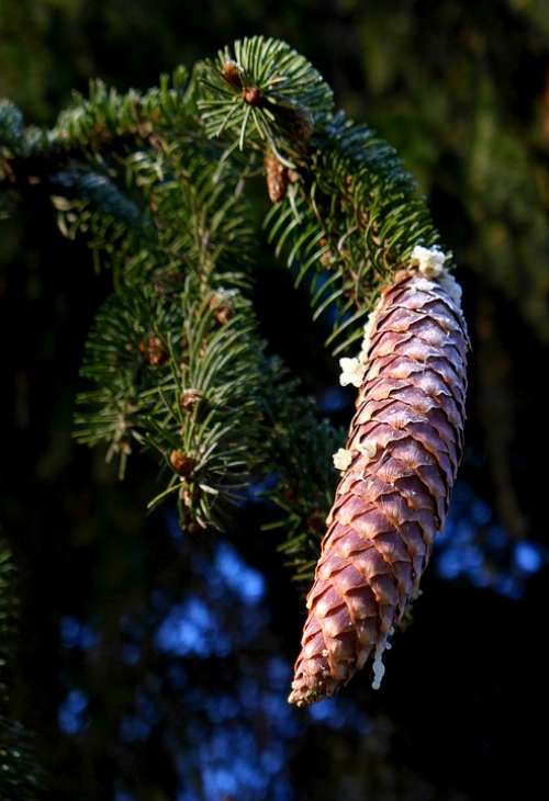 Pine Cones Conifer Seeds Spruce
