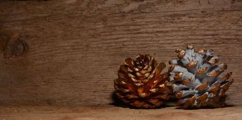 Pine Cones Gold White Wood Background
