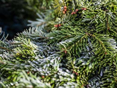 Pine Needles Wreath Frost