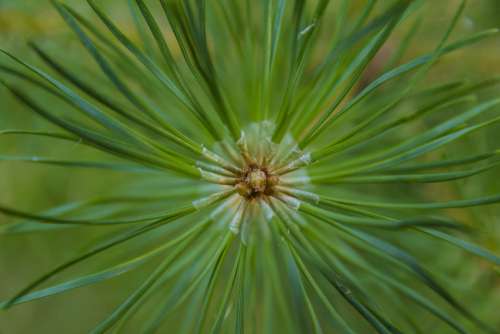 Pine Needles Pine Green Nature Shots Tree Forest