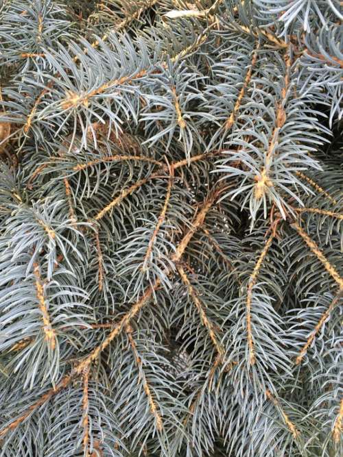 Pine Needles Fir Spruce Evergreen Christmas Xmas