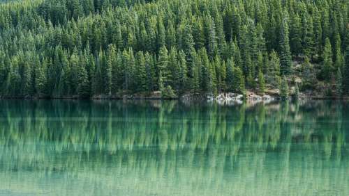 Pine Trees Pine Tree Water Lake Reflection Green