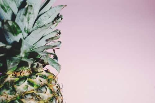 Pineapple Fruit Tropical Blurred Rough Spikes