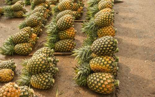 Pineapple Fruit Tropical Diet Healthy Food