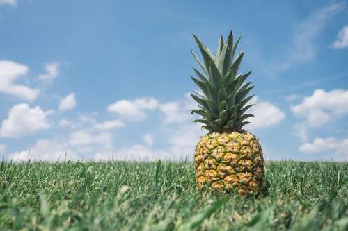 Pineapple Green Nature Food Healthy Sweet Organic