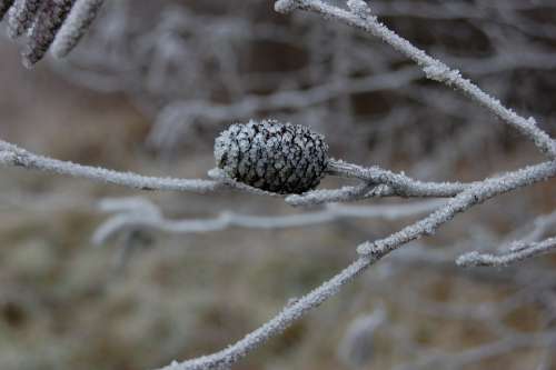 Pinecone Gel Frozen Winter Cold Tree Nature