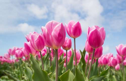 Pink Tulip Bulb Field Spring Flower Nature