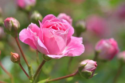 Pink Flower Pink Rose Rosebush Garden Plant