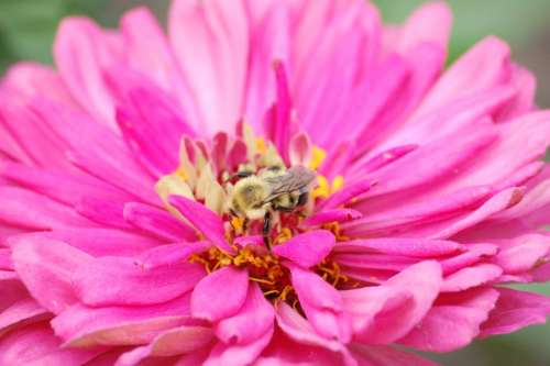 Pink Bee Flower Bloom Nature Pollination Pollen