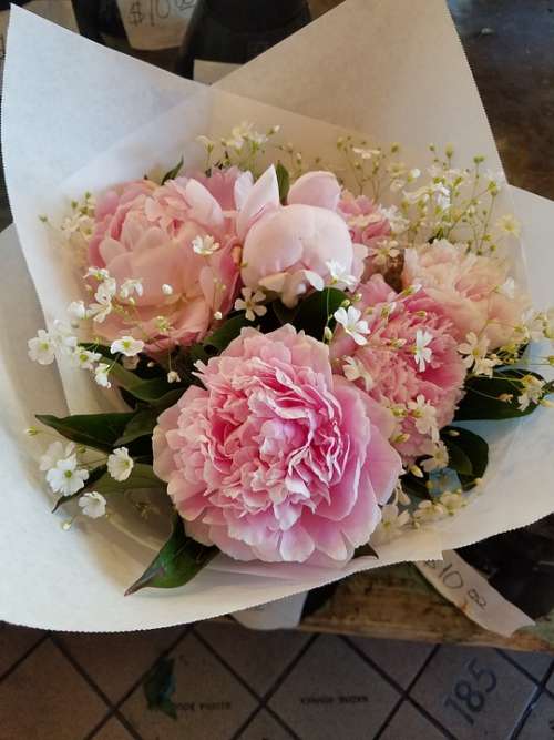 Pink Flowers Spring Nature Blossom Bloom Roses