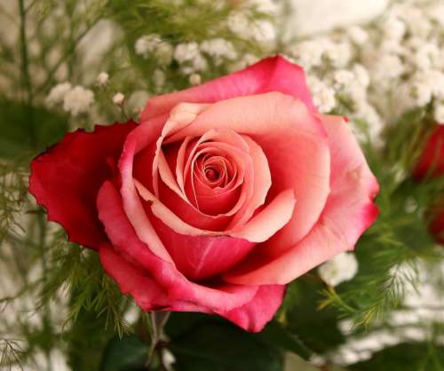 Pink Flower Romantic Love Romance Color
