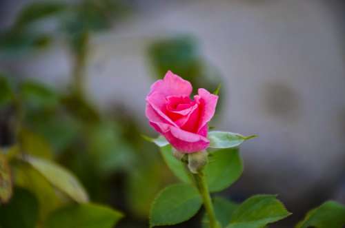 Pink Rose Love Nature Flower Bloom Romantic