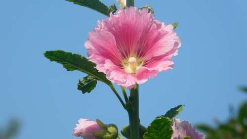 Pink Flower Spring Nature Blossom Bloom Garden