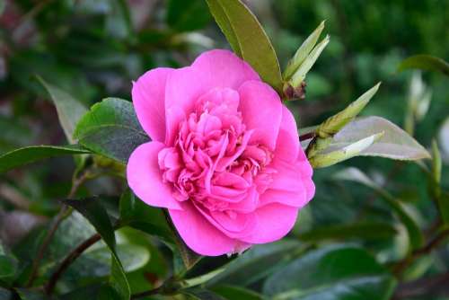 Pink Flower Nature Blossom Bloom Plant Love