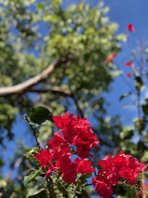 Pink Flowers Nature Garden Blue Sky