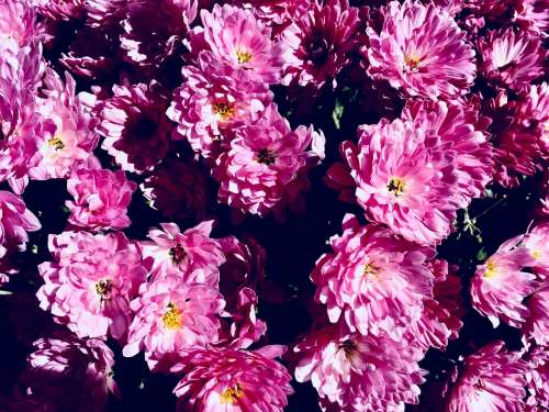 Pink Nature Flowers Plant Roses Bloom Love Tulip