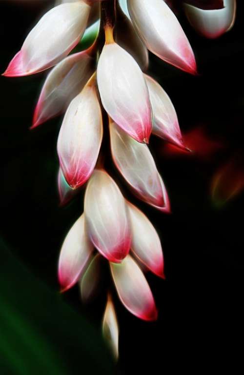 Pink Flower Bromeliad Nature Plant Floral White