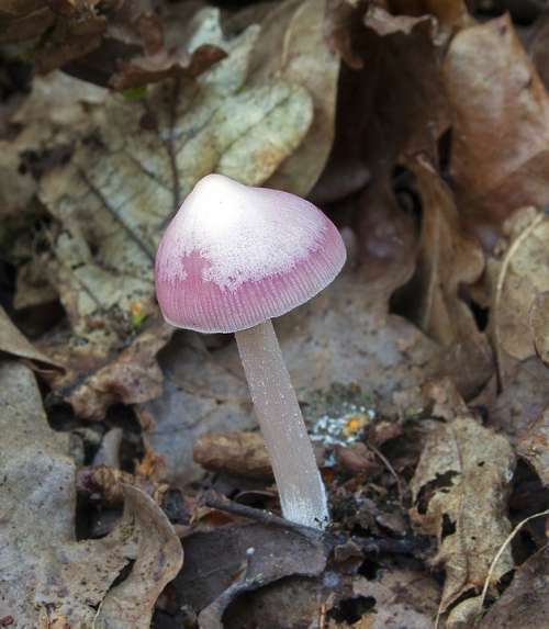 Pink Bonnet Mushroom Toadstool Nature Forest Toxic