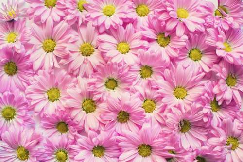 Pink Daisies Flowers Background Backdrop Pink
