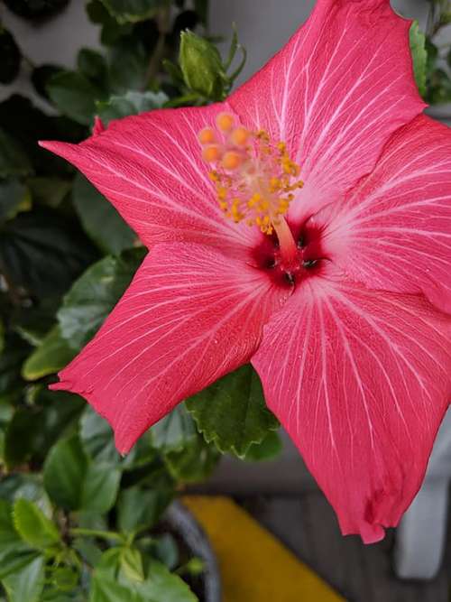 Pink Flower Flower Tropical Flower