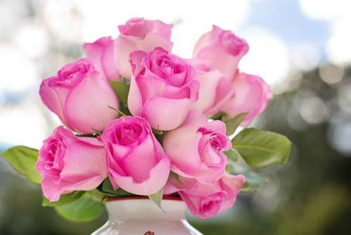 Pink Roses Roses Flowers Romance Romantic Love