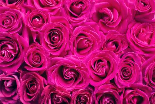 Pink Roses Roses Background Backdrop Pink Romance