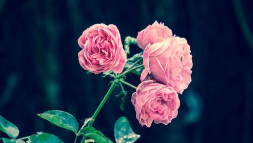 Pink Roses Flower Garden Pink Roses Vintage Retro