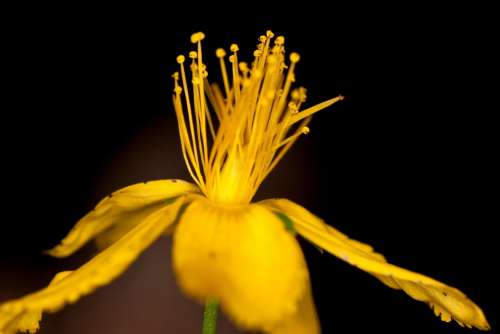Pistil Flower Yellow Blossom Bloom Macro Close Up