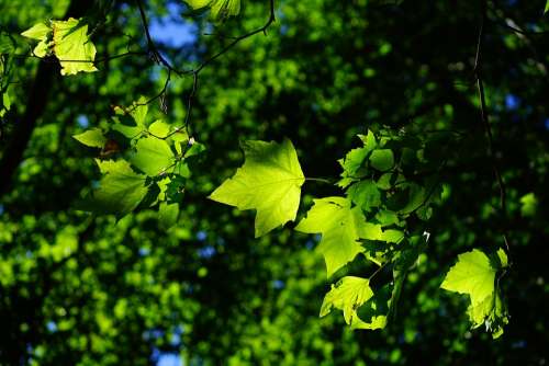 Sycamore Leaves Tree Green Bright Platanen Leaves
