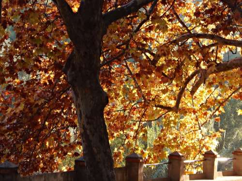 Plane Tree Park Autumn Colors Leaves Warmth Tree