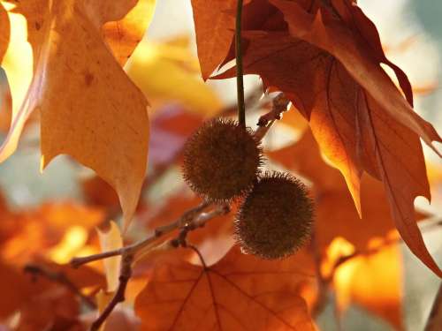 Plane Tree Colors Autumn Leaves Color Dry Leaf