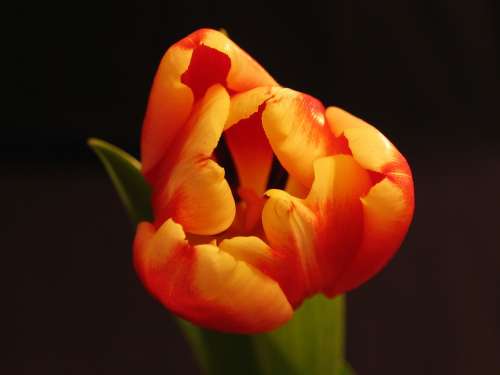 Plant Flower Tulip Nature Summer Petal Orange