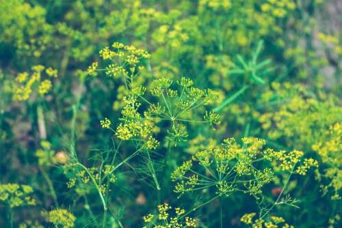 Plant Flower Yellow Flower Nature Flora Meadow