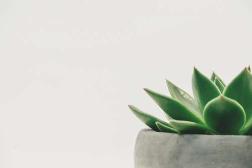 Plant Succulent Potted White Space White Background
