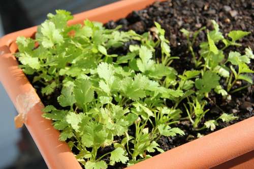 Plant Parsley Food Eat Green Nutrition