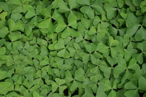Plant Glass Green Nature Plants Leaves Clover