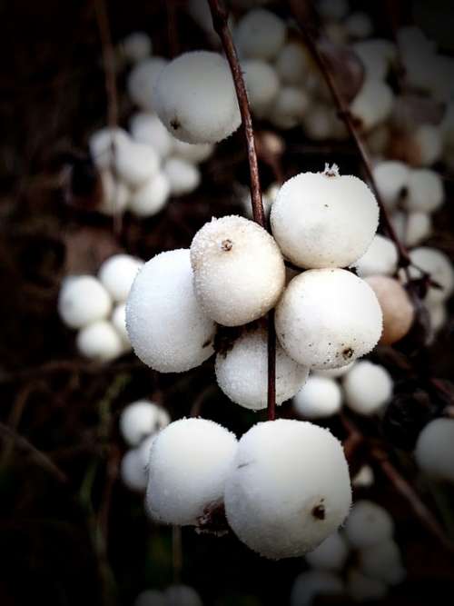 Plant Outdoor Nature Balls White Snowball Winter