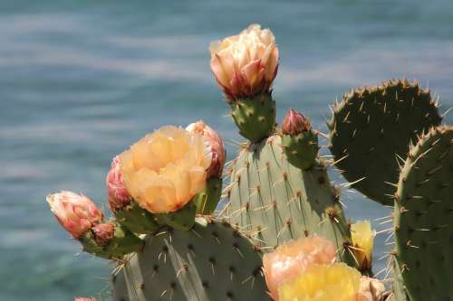 Plant Cactus Nature Croatia Krk Garden Sea