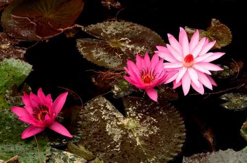 Plant Lotus Pond Winter