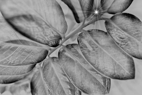 Plant Ray Of Light Leaves Lighting Black And White