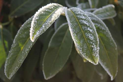 Plant Winter Frost Frozen Branch Eiskristalle