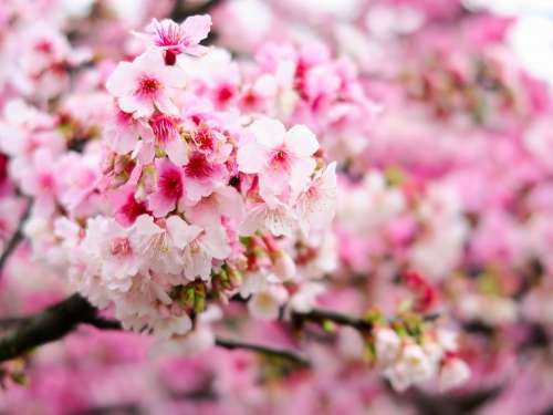 Plant Flower Cherry Blossom