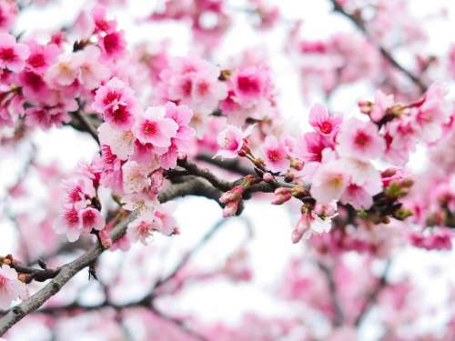 Plant Flower Cherry Blossom