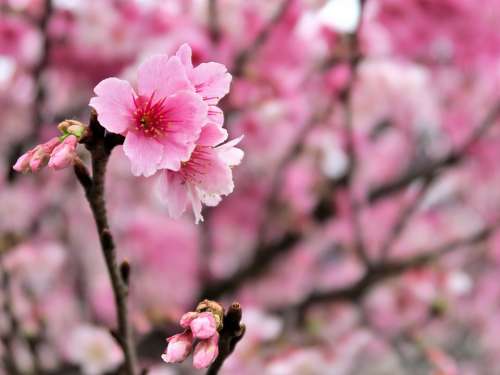 Plant Flower Cherry Blossom