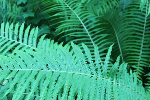 Plant Out Nature Summer Green Fern