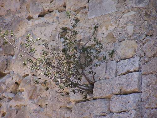 Plant Wall Pendant Shrub Stone