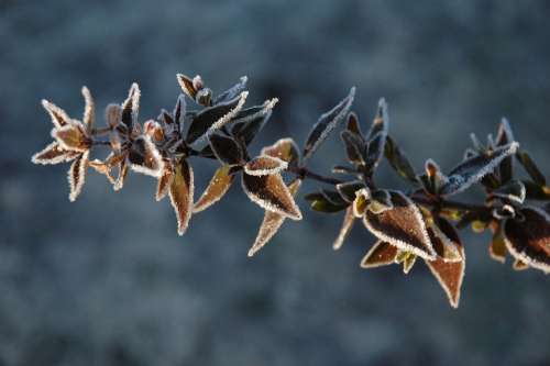 Plant Winter Frost Seasonal Frozen