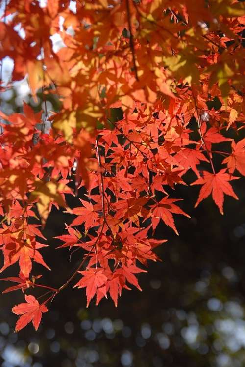Plant Autumnal Leaves Light Red