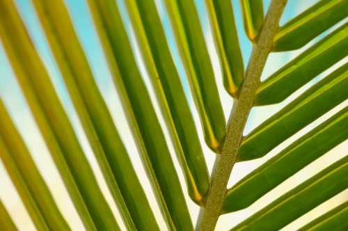 Plant Leaf Macro Palm Summer Leaves Tropical