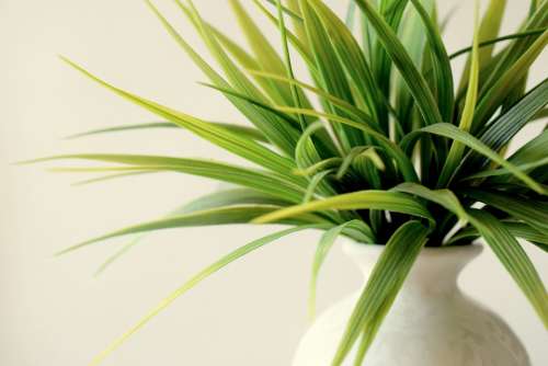 Plant Potted Decorative Green Vase Groeth